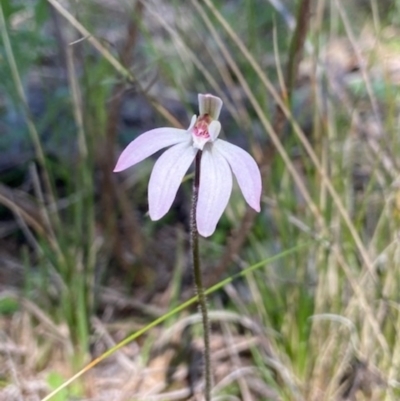 Caladenia fuscata (Dusky Fingers) at Aranda, ACT - 7 Sep 2021 by AJB