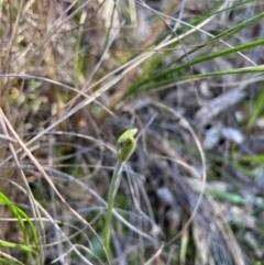 Glossodia major at Aranda, ACT - 7 Sep 2021