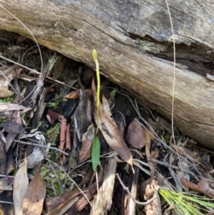 Glossodia major at Aranda, ACT - 7 Sep 2021