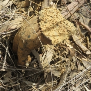 Pisolithus microcarpus at Stromlo, ACT - 7 Sep 2021