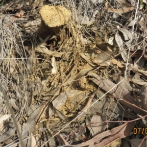 Pisolithus microcarpus at Stromlo, ACT - 7 Sep 2021