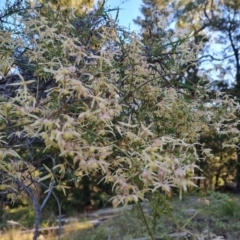 Clematis leptophylla (Small-leaf Clematis, Old Man's Beard) at Isaacs Ridge and Nearby - 8 Sep 2021 by Mike