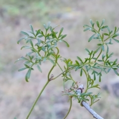 Clematis leptophylla at Isaacs, ACT - 8 Sep 2021