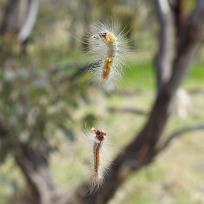 Uraba lugens (Gumleaf Skeletonizer) at Lions Youth Haven - Westwood Farm A.C.T. - 8 Sep 2021 by HelenCross