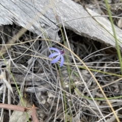 Cyanicula caerulea (Blue Fingers, Blue Fairies) at Black Mountain - 1 Sep 2021 by peopsh