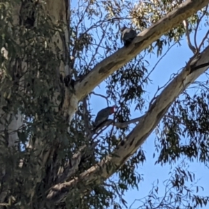 Callocephalon fimbriatum at Uriarra Village, ACT - 8 Sep 2021