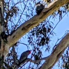 Callocephalon fimbriatum at Uriarra Village, ACT - 8 Sep 2021