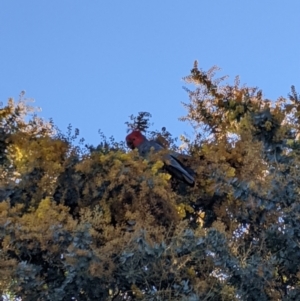 Callocephalon fimbriatum at Uriarra Village, ACT - 8 Sep 2021