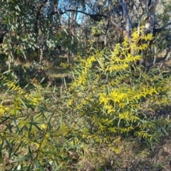 Acacia longifolia subsp. longifolia (sallow or Sydney golden wattle) at Symonston, ACT - 8 Sep 2021 by Mike