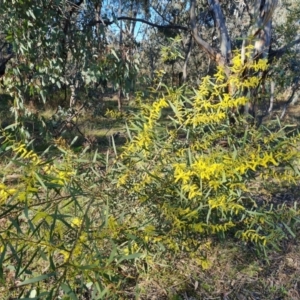 Acacia longifolia subsp. longifolia at Symonston, ACT - 8 Sep 2021