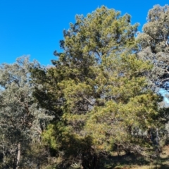 Pinus radiata (Monterey or Radiata Pine) at Isaacs Ridge and Nearby - 8 Sep 2021 by Mike