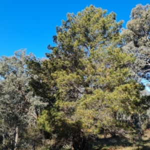 Pinus radiata at Jerrabomberra, ACT - 8 Sep 2021