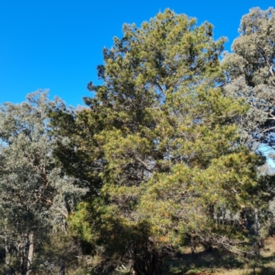 Pinus radiata (Monterey or Radiata Pine) at Jerrabomberra, ACT - 8 Sep 2021 by Mike