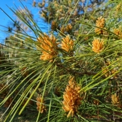 Pinus radiata at Jerrabomberra, ACT - 8 Sep 2021
