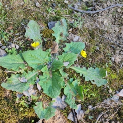 Cymbonotus sp. (preissianus or lawsonianus) (Bears Ears) at Isaacs Ridge and Nearby - 8 Sep 2021 by Mike