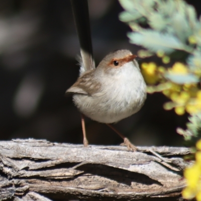 Malurus cyaneus (Superb Fairywren) at Gundaroo, NSW - 8 Sep 2021 by Gunyijan