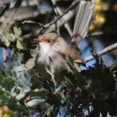 Malurus cyaneus at Gundaroo, NSW - 8 Sep 2021