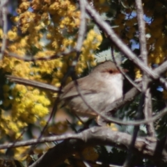 Malurus cyaneus at Gundaroo, NSW - 8 Sep 2021