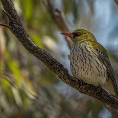 Oriolus sagittatus (Olive-backed Oriole) at Mount Majura - 6 Sep 2021 by trevsci