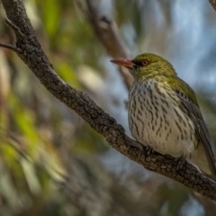 Oriolus sagittatus (Olive-backed Oriole) at Downer, ACT - 6 Sep 2021 by trevsci