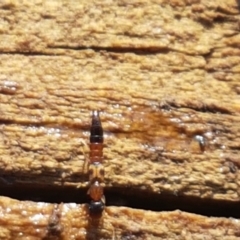 Ochthephilum mastersii (Rove beetle) at Ginninderry Conservation Corridor - 8 Sep 2021 by trevorpreston