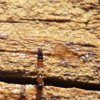 Ochthephilum mastersii (Rove beetle) at Ginninderry Conservation Corridor - 8 Sep 2021 by trevorpreston
