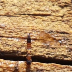 Ochthephilum mastersii (Rove beetle) at Holt, ACT - 8 Sep 2021 by trevorpreston