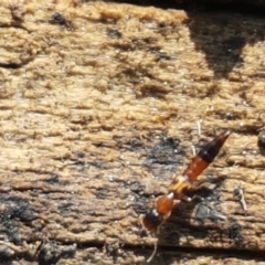 Ochthephilum mastersii at Holt, ACT - 8 Sep 2021