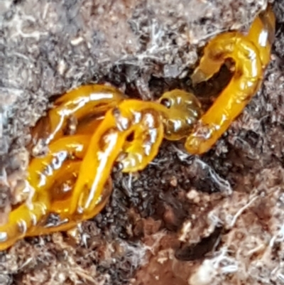 Unverified Insect at Holt, ACT - 8 Sep 2021 by trevorpreston