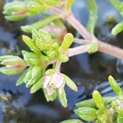 Crassula helmsii (Swamp Stonecrop) at Ginninderry Conservation Corridor - 8 Sep 2021 by trevorpreston