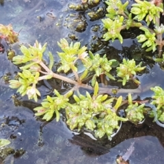 Crassula helmsii at Holt, ACT - 8 Sep 2021 03:25 PM