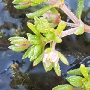 Crassula helmsii at Holt, ACT - 8 Sep 2021 03:25 PM