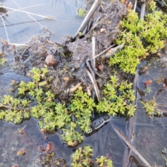 Crassula helmsii at Holt, ACT - 8 Sep 2021