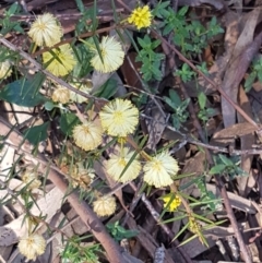 Acacia genistifolia (Early Wattle) at Holt, ACT - 8 Sep 2021 by trevorpreston