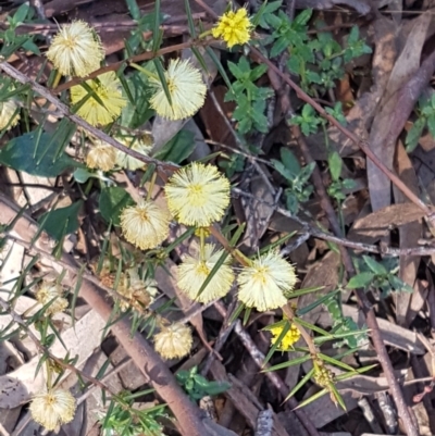 Acacia genistifolia (Early Wattle) at Holt, ACT - 8 Sep 2021 by tpreston