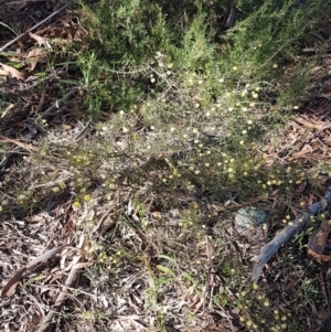 Acacia genistifolia at Holt, ACT - 8 Sep 2021
