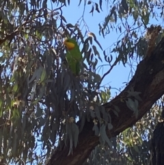 Polytelis swainsonii (Superb Parrot) at Wanniassa, ACT - 8 Sep 2021 by jks