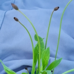 Plantago lanceolata (Ribwort Plantain, Lamb's Tongues) at Isaacs Ridge and Nearby - 8 Sep 2021 by Mike