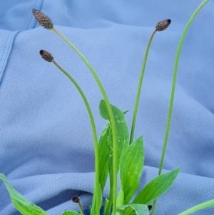 Plantago lanceolata at Jerrabomberra, ACT - 8 Sep 2021 04:17 PM