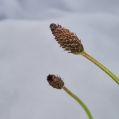 Plantago lanceolata at Jerrabomberra, ACT - 8 Sep 2021 04:17 PM