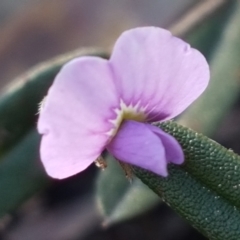 Hovea heterophylla (Common Hovea) at Ginninderry Conservation Corridor - 8 Sep 2021 by trevorpreston