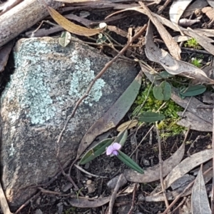 Hovea heterophylla at Holt, ACT - 8 Sep 2021 03:37 PM