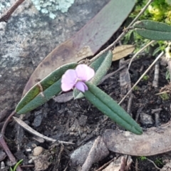 Hovea heterophylla at Holt, ACT - 8 Sep 2021 03:37 PM