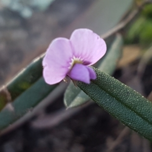 Hovea heterophylla at Holt, ACT - 8 Sep 2021 03:37 PM