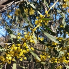 Acacia rubida (Red-stemmed Wattle, Red-leaved Wattle) at Ginninderry Conservation Corridor - 8 Sep 2021 by trevorpreston