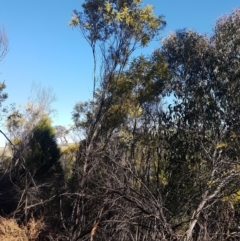 Acacia rubida at Holt, ACT - 8 Sep 2021