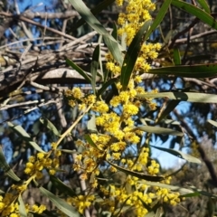 Acacia rubida at Holt, ACT - 8 Sep 2021