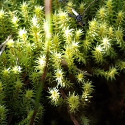 Bartramiaceae at Ginninderry Conservation Corridor - 8 Sep 2021 by trevorpreston