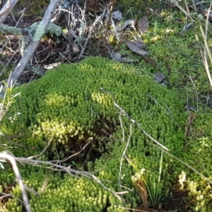 Bartramiaceae at Holt, ACT - 8 Sep 2021