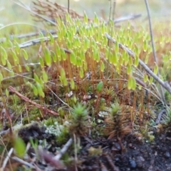 Rosulabryum sp. (A moss) at Holt, ACT - 8 Sep 2021 by tpreston